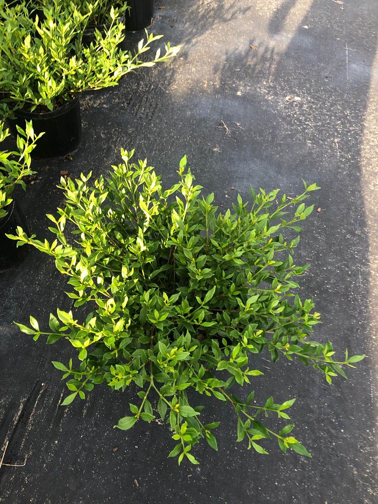 gardenia-jasminoides-radicans-cape-jasmine-gandharaj-gardenia-augusta