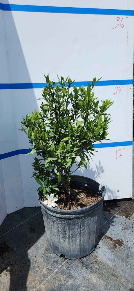 gardenia-jasminoides-radicans-cape-jasmine-gandharaj-gardenia-augusta