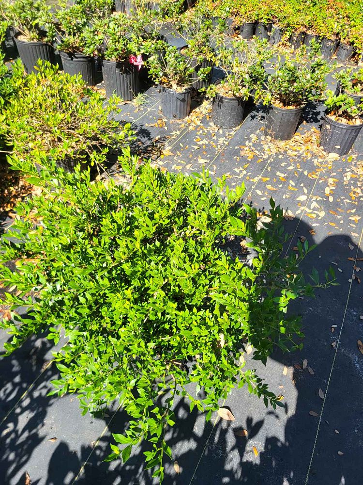 gardenia-jasminoides-radicans-cape-jasmine-gandharaj-gardenia-augusta