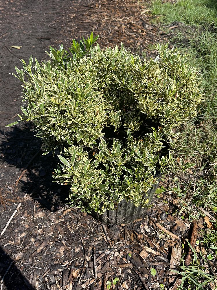 gardenia-jasminoides-radicans-variegata-cape-jasmine-gandharaj-gardenia-augusta