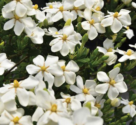 gardenia-jasminoides-snow-girl-cape-jasmine-gandharaj-gardenia-augusta