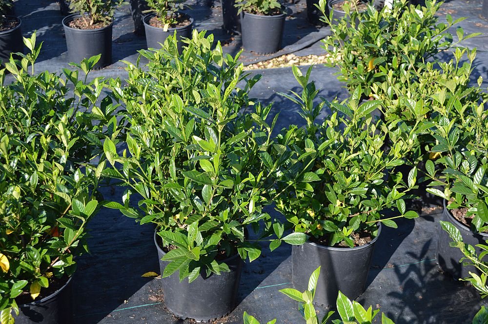 gardenia-jasminoides-summer-snow-cape-jasmine-gandharaj-gardenia-augusta