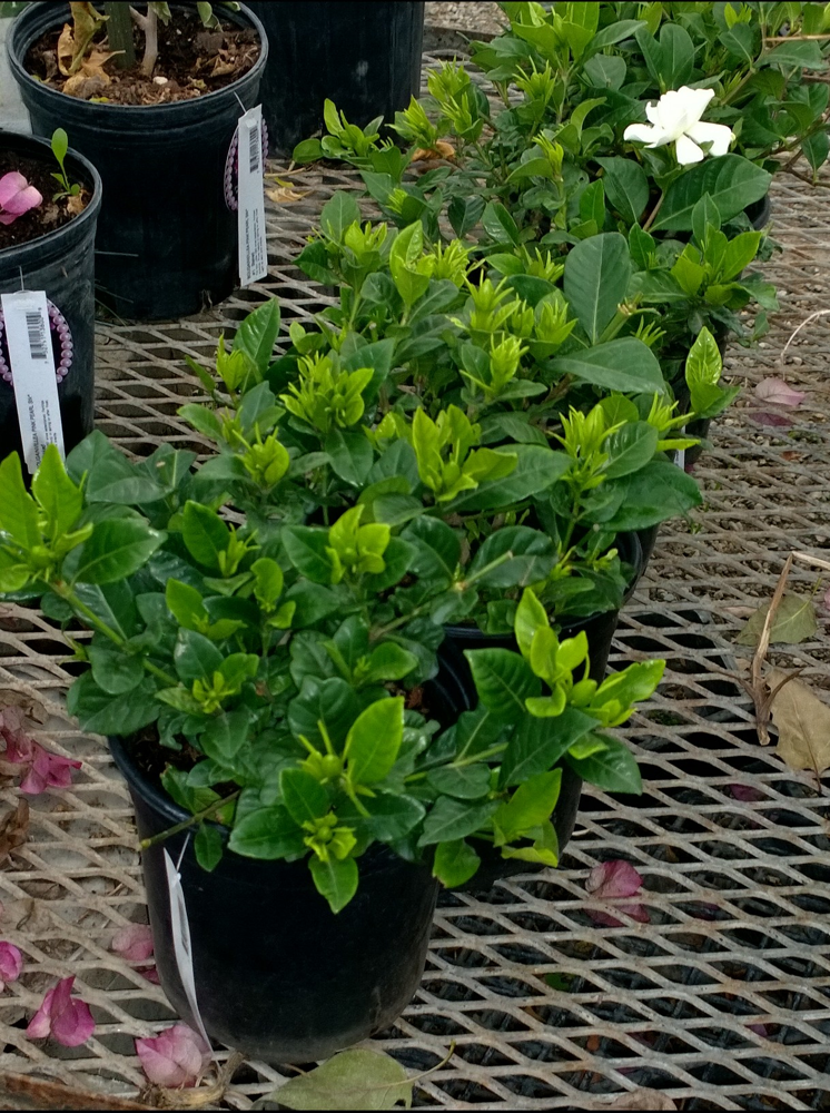 gardenia-jasminoides-veitchii-cape-jasmine-gandharaj-gardenia-augusta