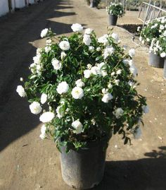 gardenia-jasminoides-veitchii-cape-jasmine-gandharaj-gardenia-augusta