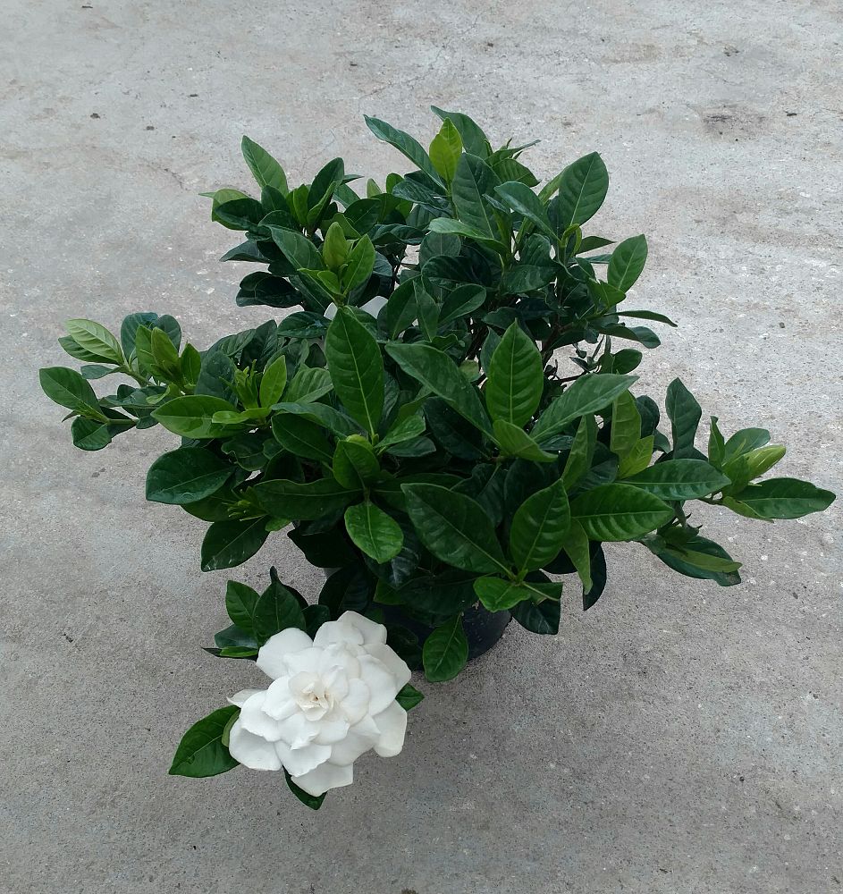 gardenia-jasminoides-veitchii-cape-jasmine-gandharaj-gardenia-augusta