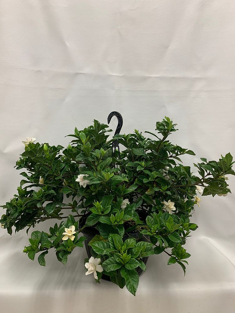 gardenia-jasminoides-veitchii-cape-jasmine-gandharaj-gardenia-augusta