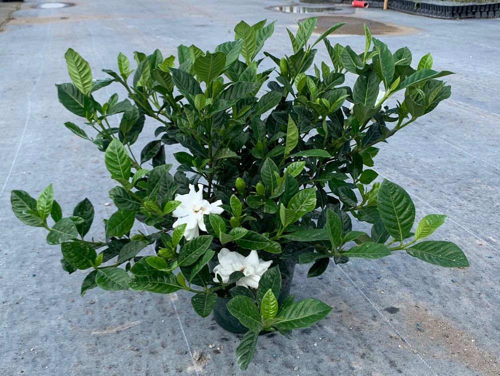 gardenia-jasminoides-veitchii-cape-jasmine-gandharaj-gardenia-augusta