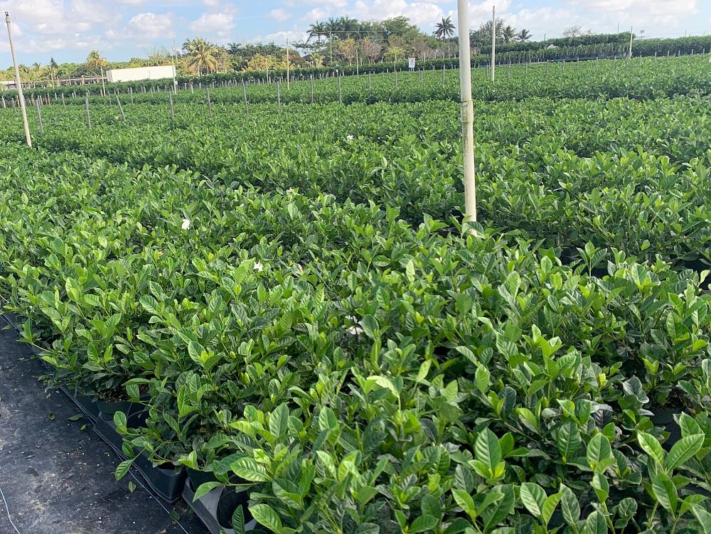gardenia-jasminoides-veitchii-cape-jasmine-gandharaj-gardenia-augusta