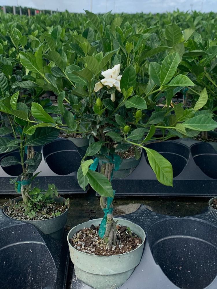 gardenia-jasminoides-veitchii-cape-jasmine-gandharaj-gardenia-augusta