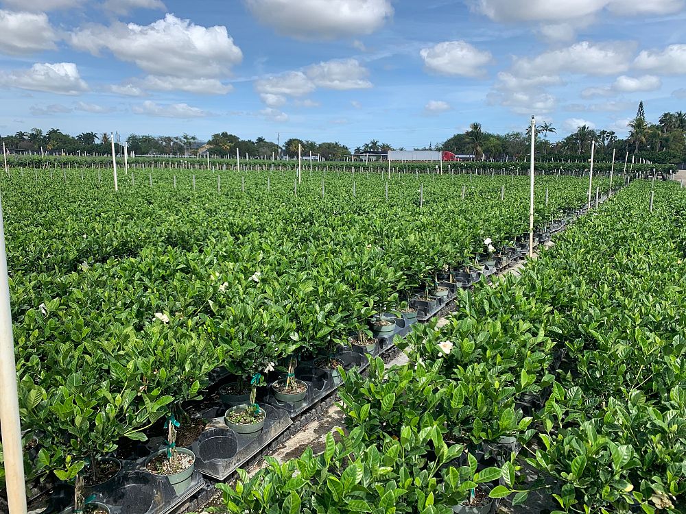 gardenia-jasminoides-veitchii-cape-jasmine-gandharaj-gardenia-augusta