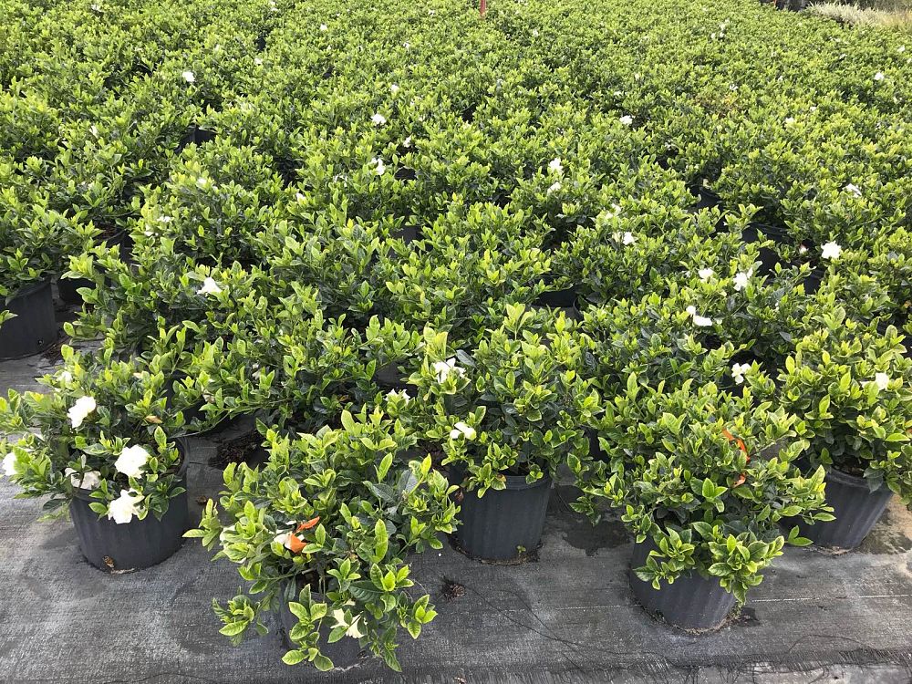 gardenia-jasminoides-veitchii-cape-jasmine-gandharaj-gardenia-augusta