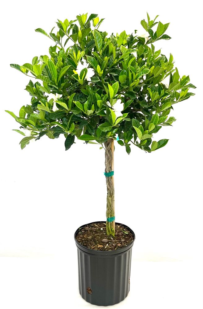 gardenia-jasminoides-veitchii-cape-jasmine-gandharaj-gardenia-augusta