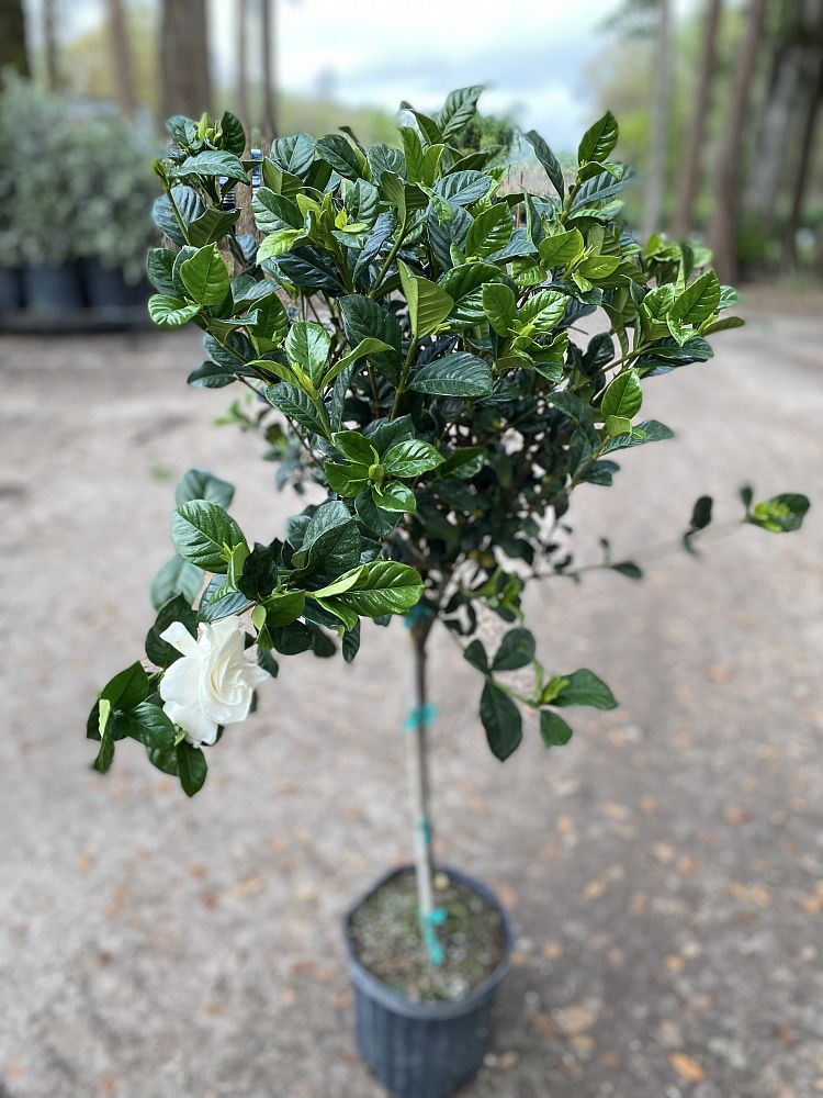 gardenia-jasminoides-veitchii-cape-jasmine-gandharaj-gardenia-augusta