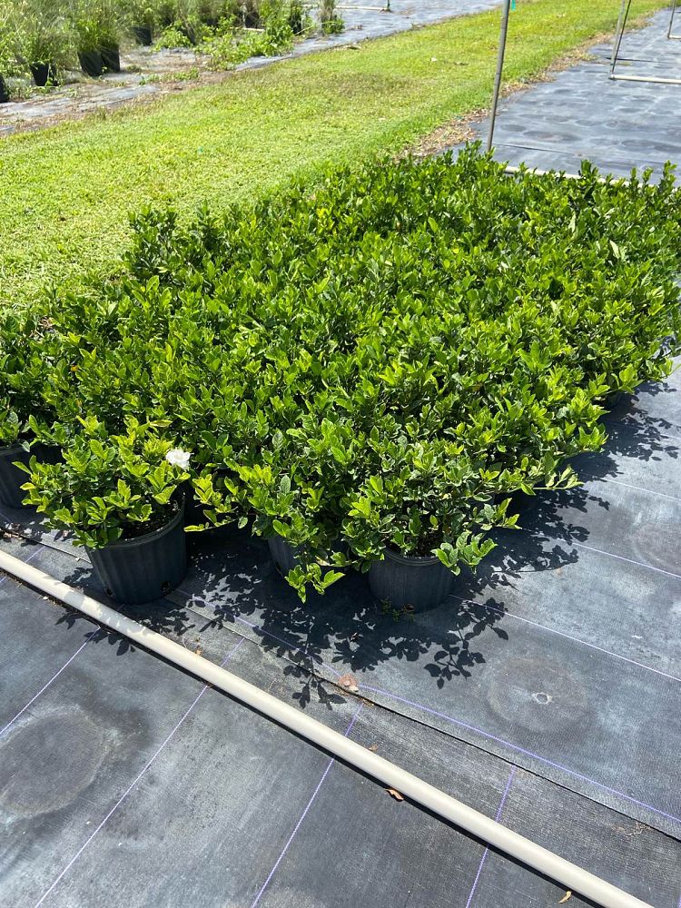 gardenia-jasminoides-veitchii-cape-jasmine-gandharaj-gardenia-augusta