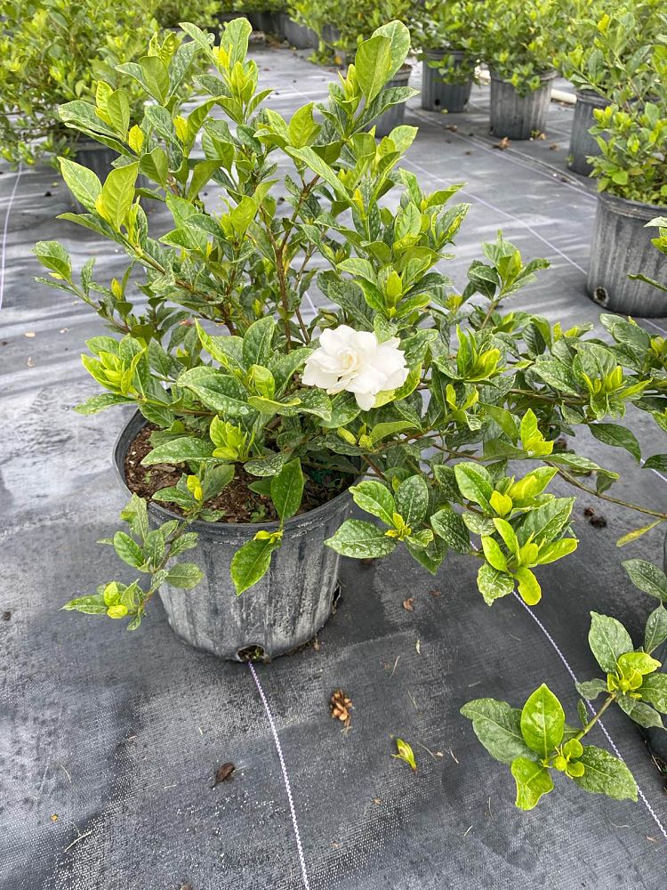 gardenia-jasminoides-veitchii-cape-jasmine-gandharaj-gardenia-augusta