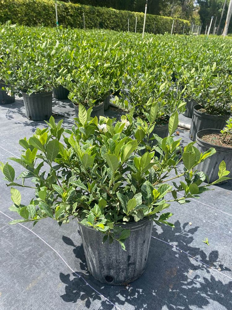 gardenia-jasminoides-veitchii-cape-jasmine-gandharaj-gardenia-augusta