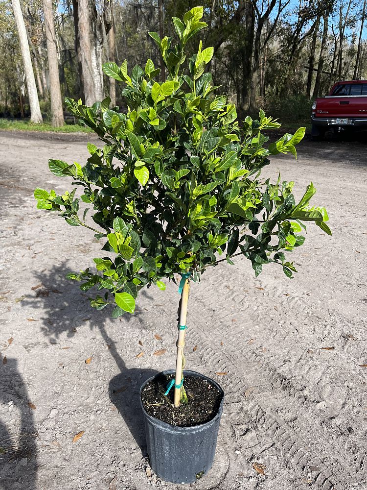 gardenia-jasminoides-veitchii-cape-jasmine-gandharaj-gardenia-augusta