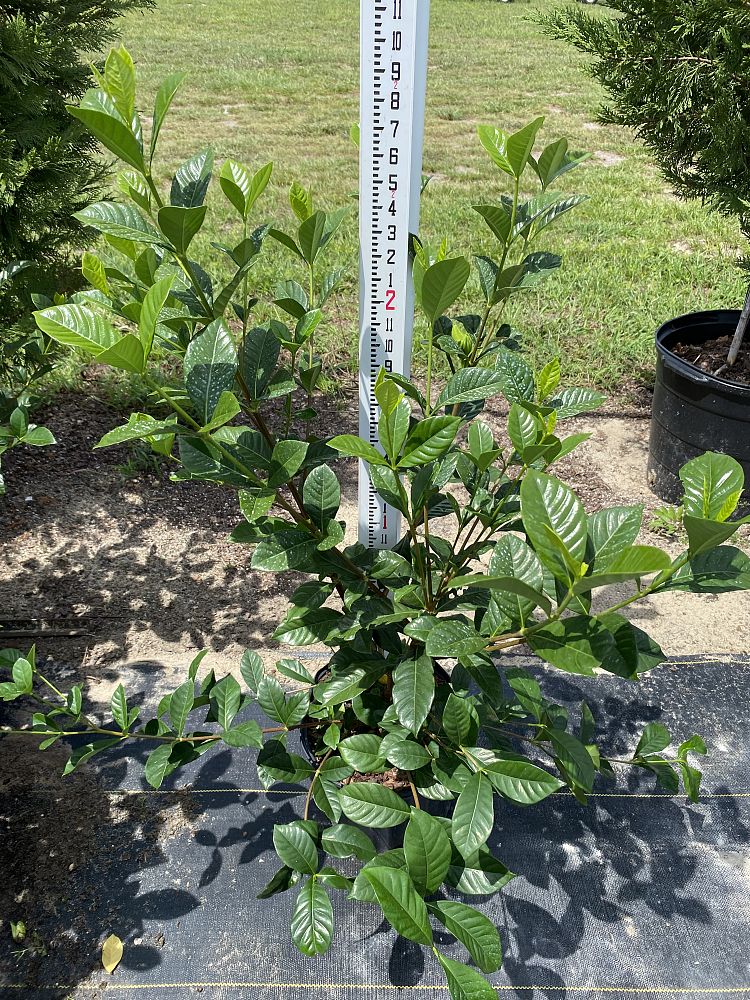 gardenia-jasminoides-veitchii-cape-jasmine-gandharaj-gardenia-augusta