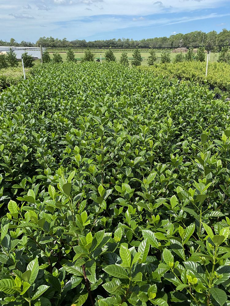 gardenia-jasminoides-veitchii-cape-jasmine-gandharaj-gardenia-augusta
