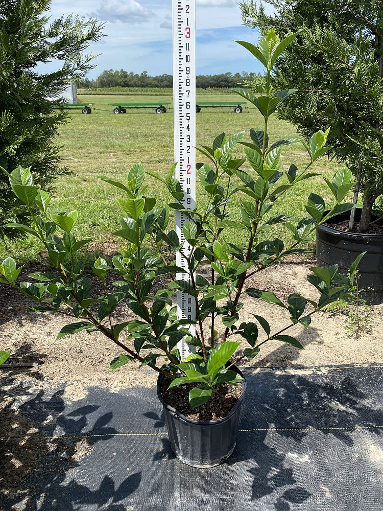 gardenia-jasminoides-veitchii-cape-jasmine-gandharaj-gardenia-augusta