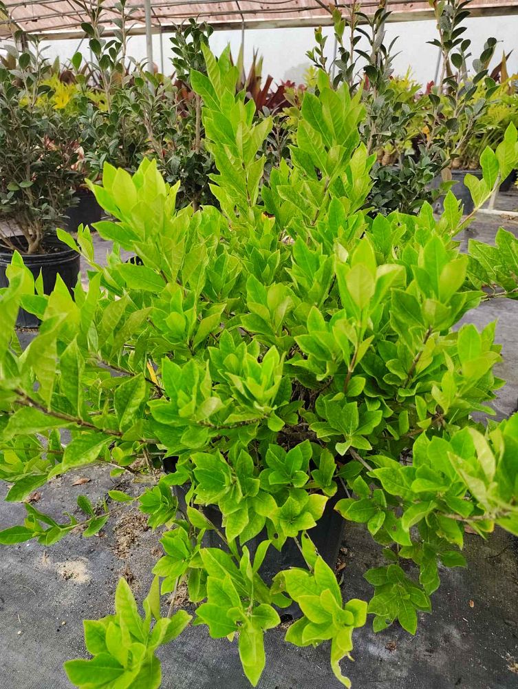 gardenia-jasminoides-veitchii-supreme-cape-jasmine-gandharaj-gardenia-augusta