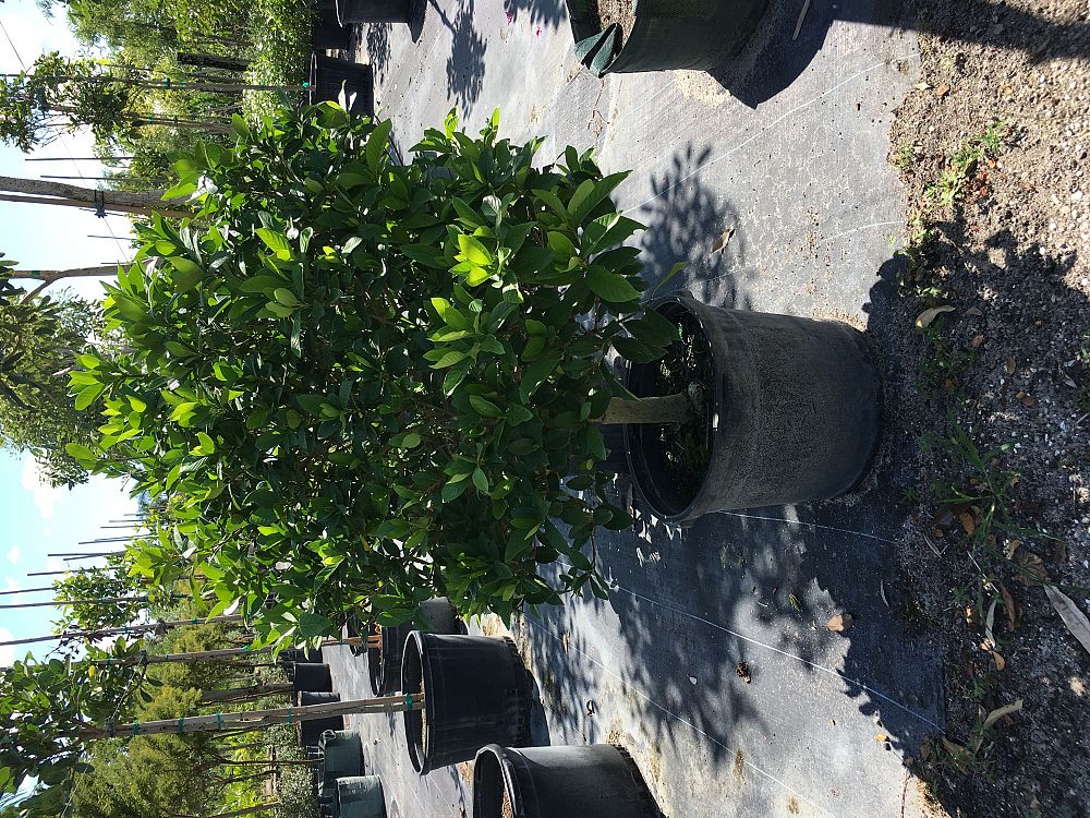 gardenia-jasminoides-vietnam-cape-jasmine-gandharaj-gardenia-augusta