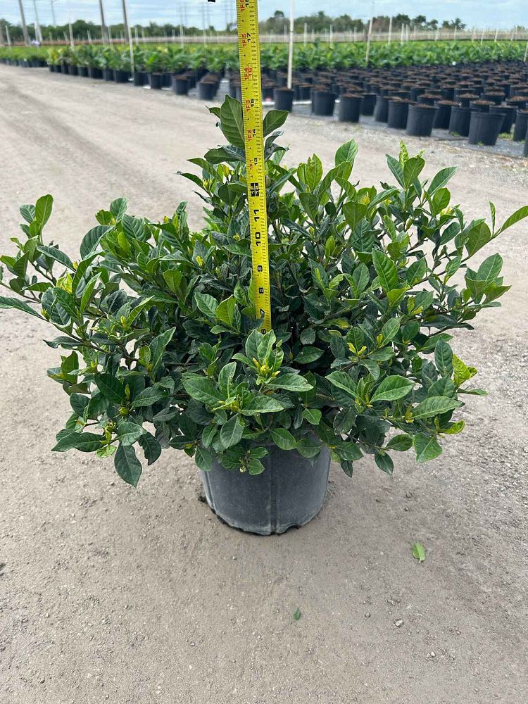 gardenia-jasminoides-vietnam-cape-jasmine-gandharaj-gardenia-augusta