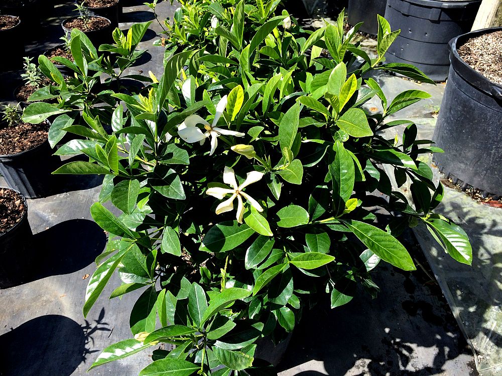 gardenia-jasminoides-vietnam-snowflake-cape-jasmine-gandharaj-gardenia-augusta