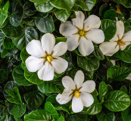 gardenia-leefive-diamond-spire-reg-gardenia