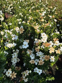 gardenia-leefive-diamond-spire-reg-gardenia
