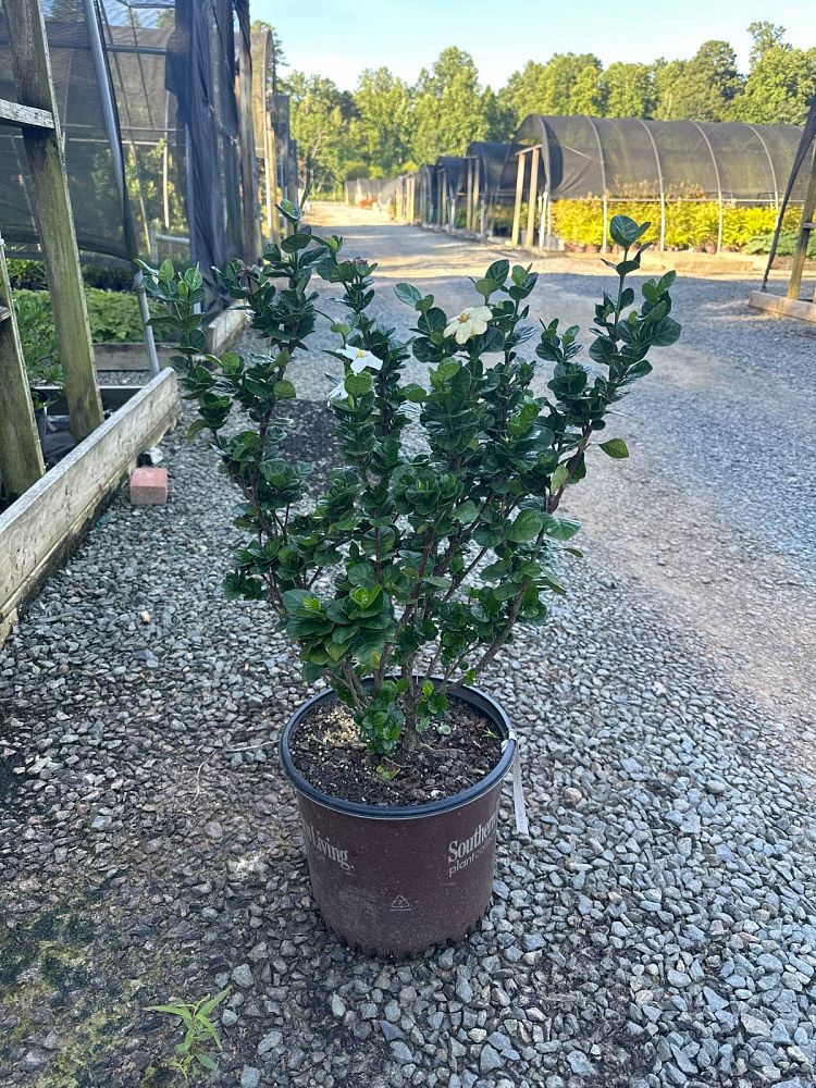 gardenia-leefive-diamond-spire-reg-gardenia