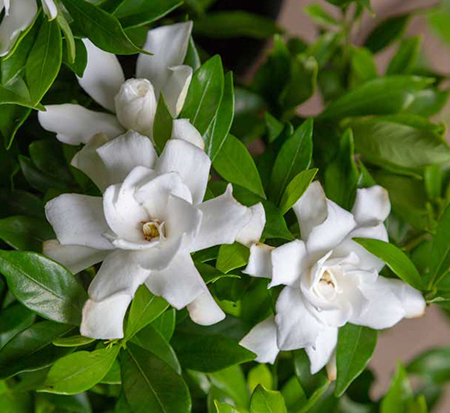 gardenia-leesiz-fool-proof-trade-gardenia
