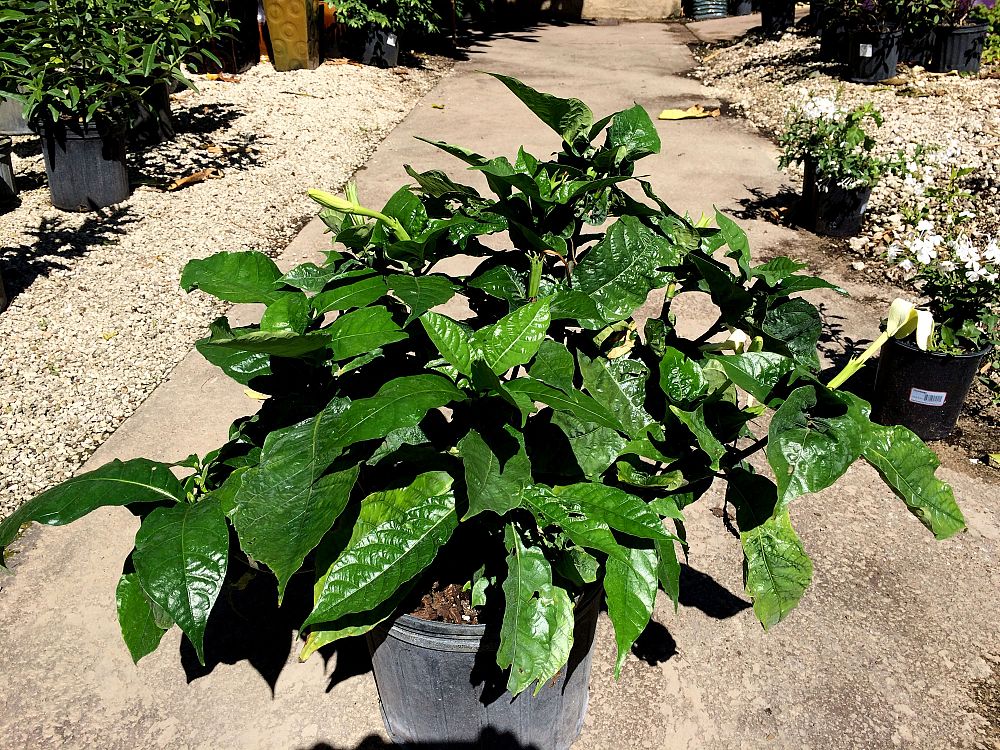 gardenia-nitida