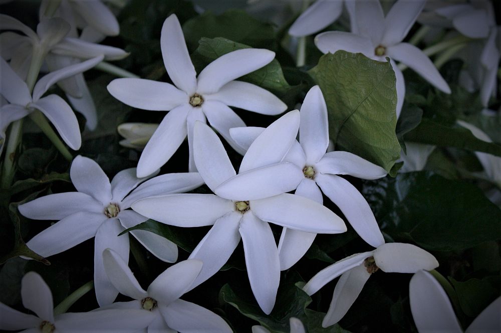 gardenia-nitida