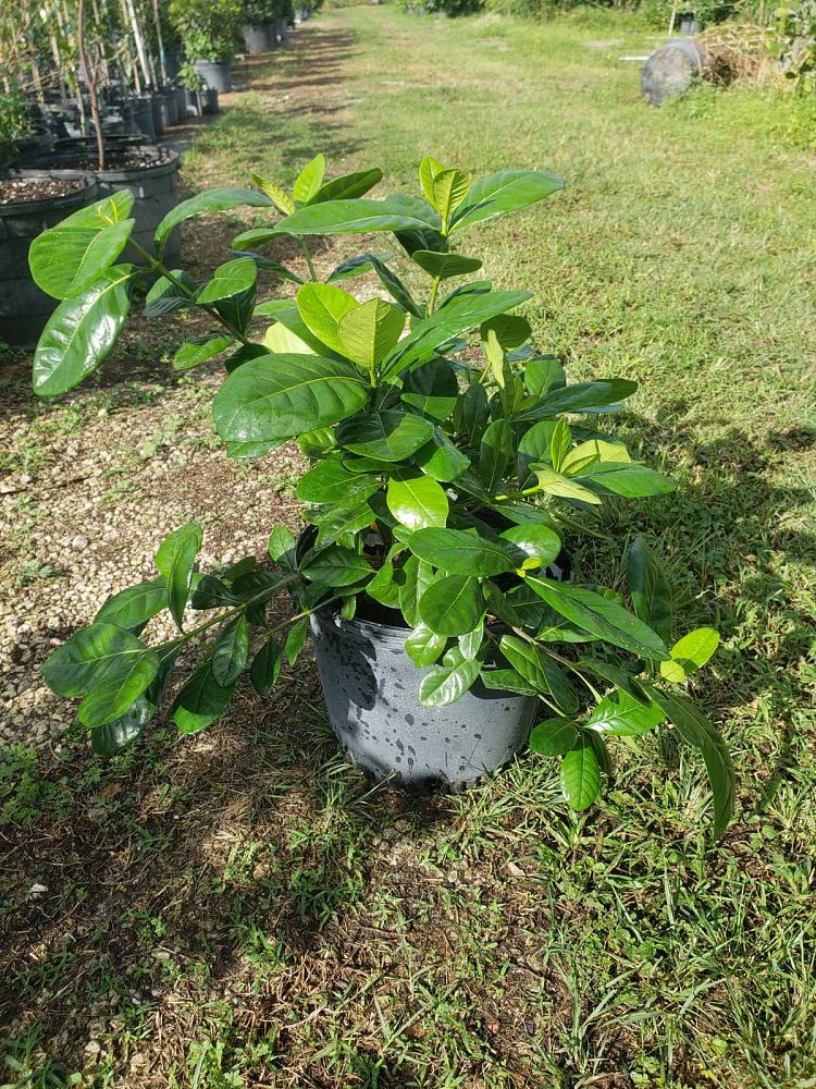 gardenia-taitensis-double-tahitian-gardenia