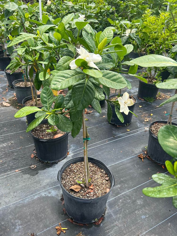 gardenia-taitensis-double-tahitian-gardenia