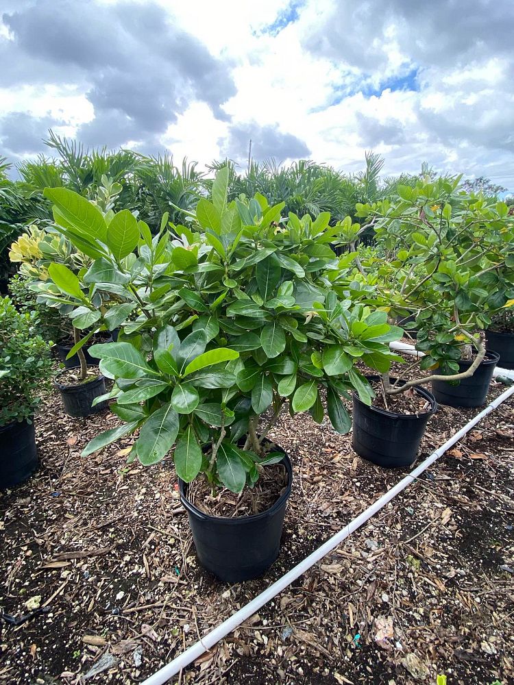 gardenia-taitensis-double-tahitian-gardenia