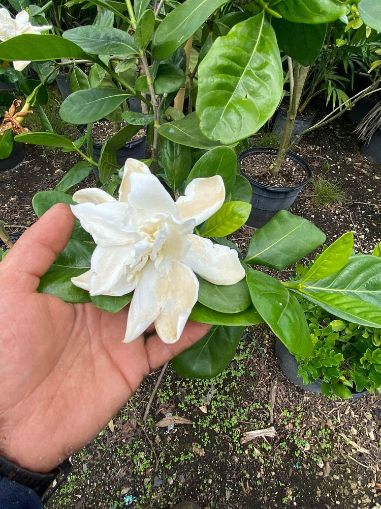 gardenia-taitensis-double-tahitian-gardenia