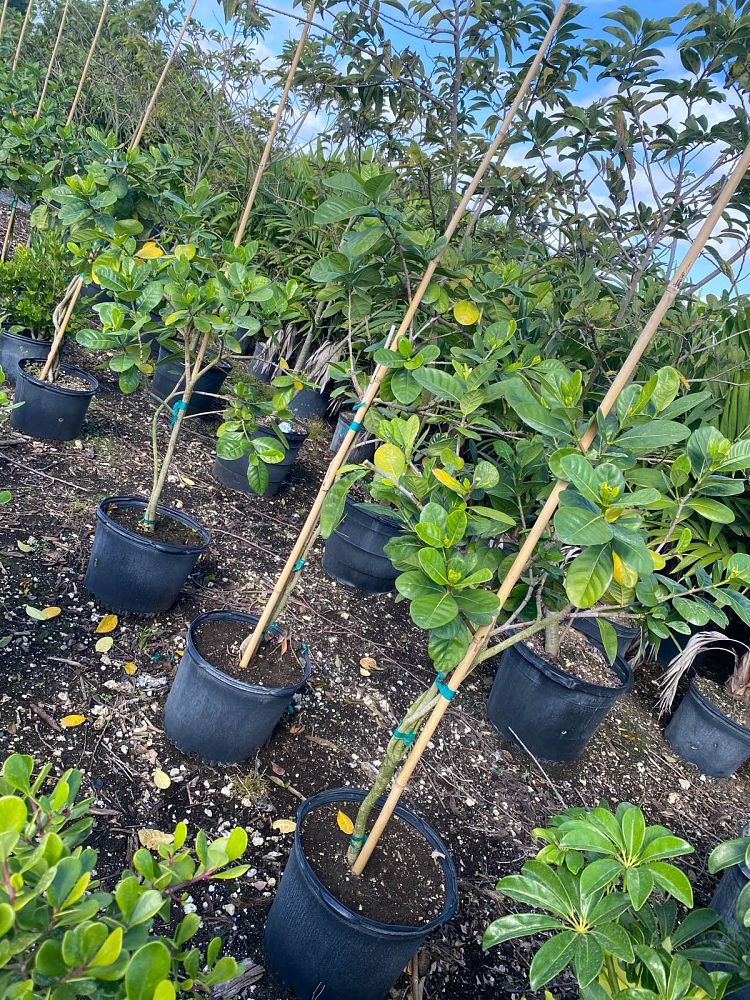 gardenia-taitensis-double-tahitian-gardenia
