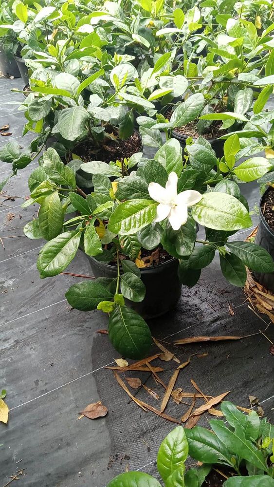 gardenia-taitensis-double-tahitian-gardenia