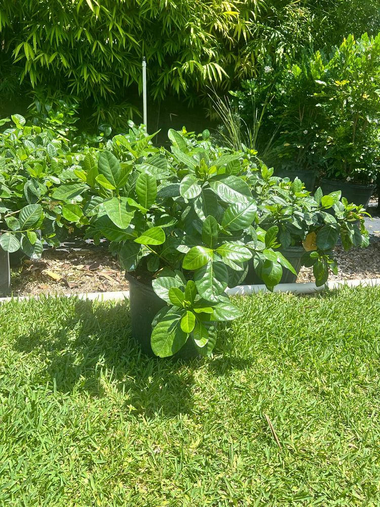 gardenia-taitensis-double-tahitian-gardenia