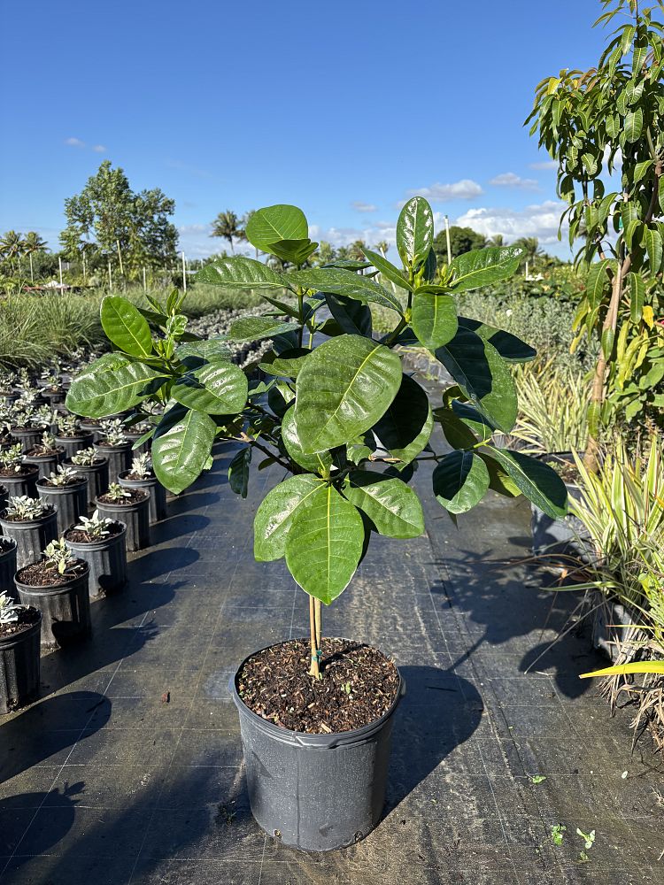 gardenia-taitensis-double-tahitian-gardenia