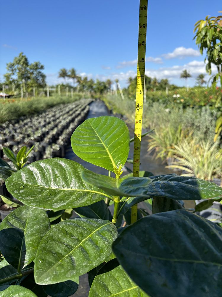 gardenia-taitensis-double-tahitian-gardenia