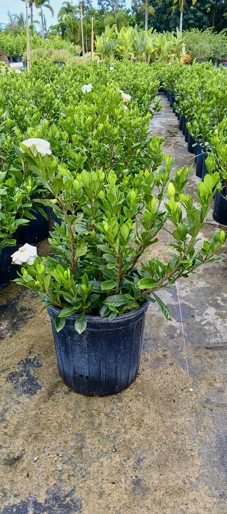 gardenia-taitensis-mini-tahitian-gardenia-dwarf