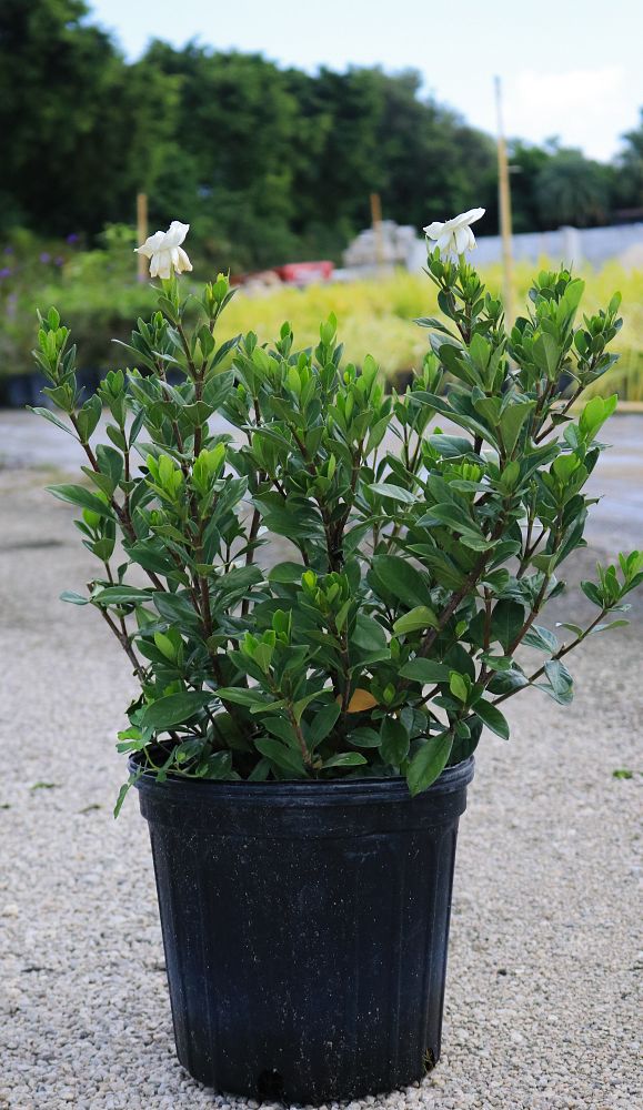gardenia-taitensis-mini-tahitian-gardenia-dwarf