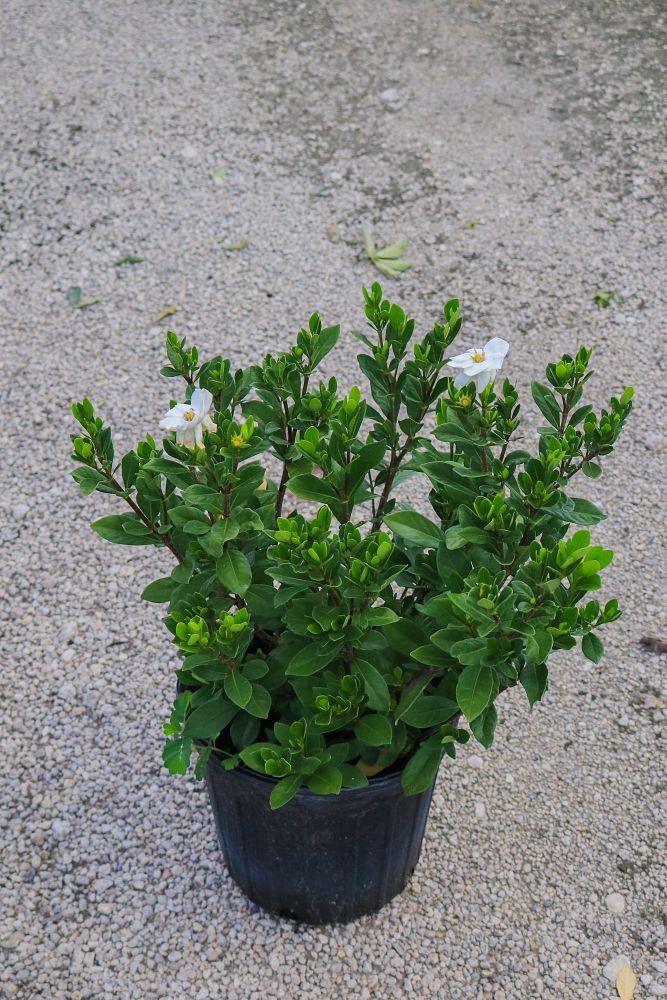 gardenia-taitensis-mini-tahitian-gardenia-dwarf