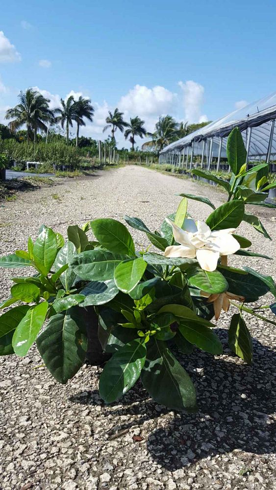 gardenia-taitensis-tahitian-gardenia
