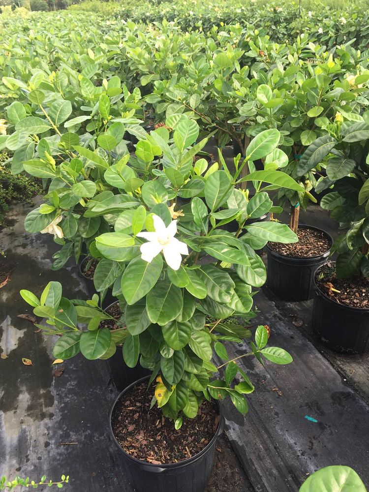 gardenia-taitensis-tahitian-gardenia