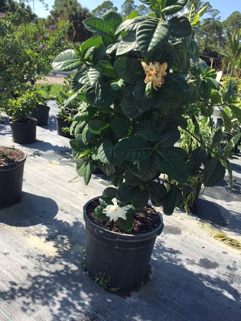 gardenia-taitensis-tahitian-gardenia