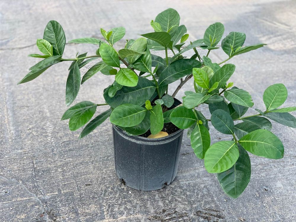 gardenia-taitensis-tahitian-gardenia